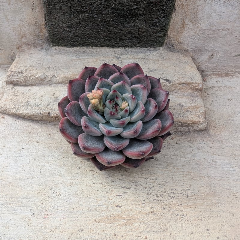 クロムハーツ エケベリア カット苗 | 多肉植物カット苗の通販