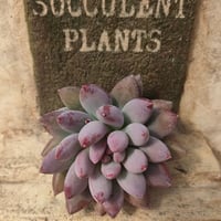 第四種郵便に特定記録を追加 | 多肉植物カット苗の通販