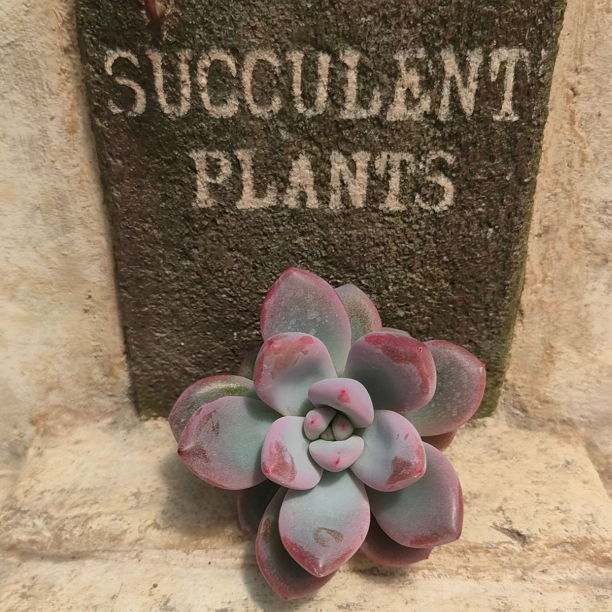 ダミアン エケベリア カット苗 | 多肉植物カット苗の通販 | エケベリア