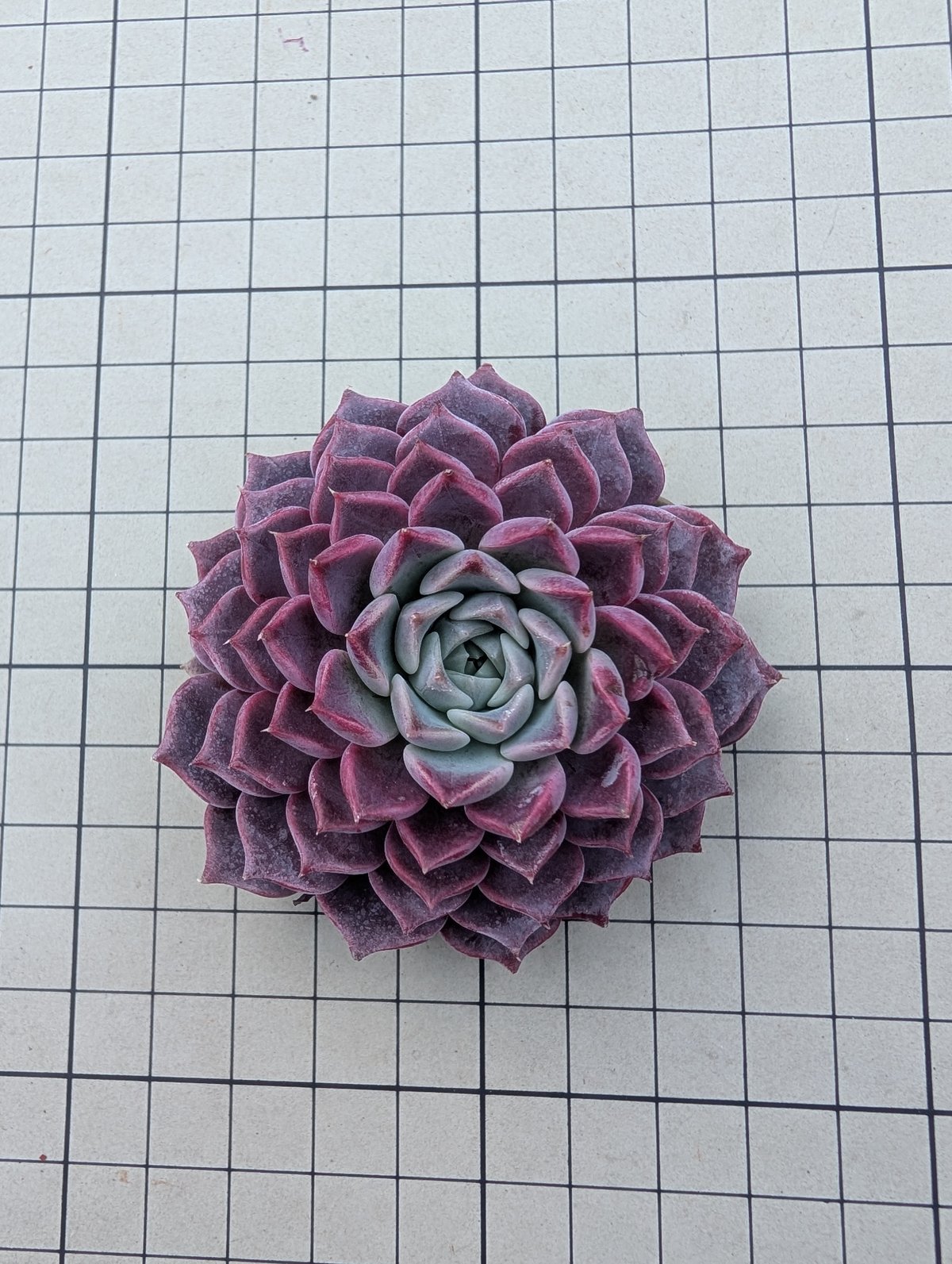 ハンアルム エケベリア カット苗 | 多肉植物カット苗の通販