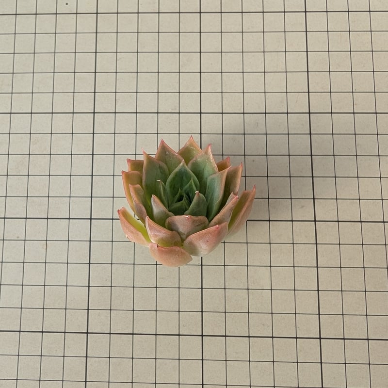 スイートピンク エケベリア カット苗 | 多肉植物カット苗の通販