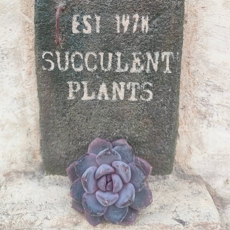 商品一覧 | 多肉植物カット苗の通販 | エケベリア(韓国苗)多肉植物専門