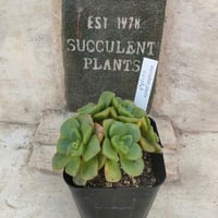 リリーパット アエオニウム 抜き苗 | 多肉植物カット苗の通販