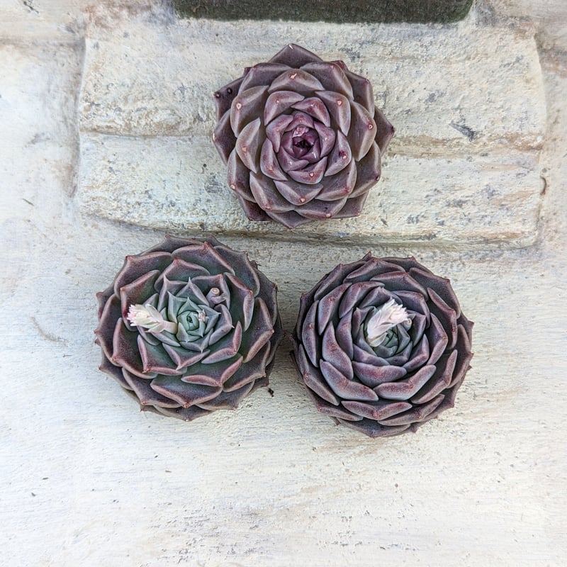 ヒアリナ エケベリア カット苗 | 多肉植物カット苗の通販 | エケベリア