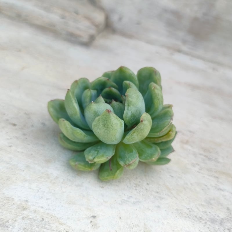 アイスエイジ錦 エケベリア カット苗 | 多肉植物カット苗の通販