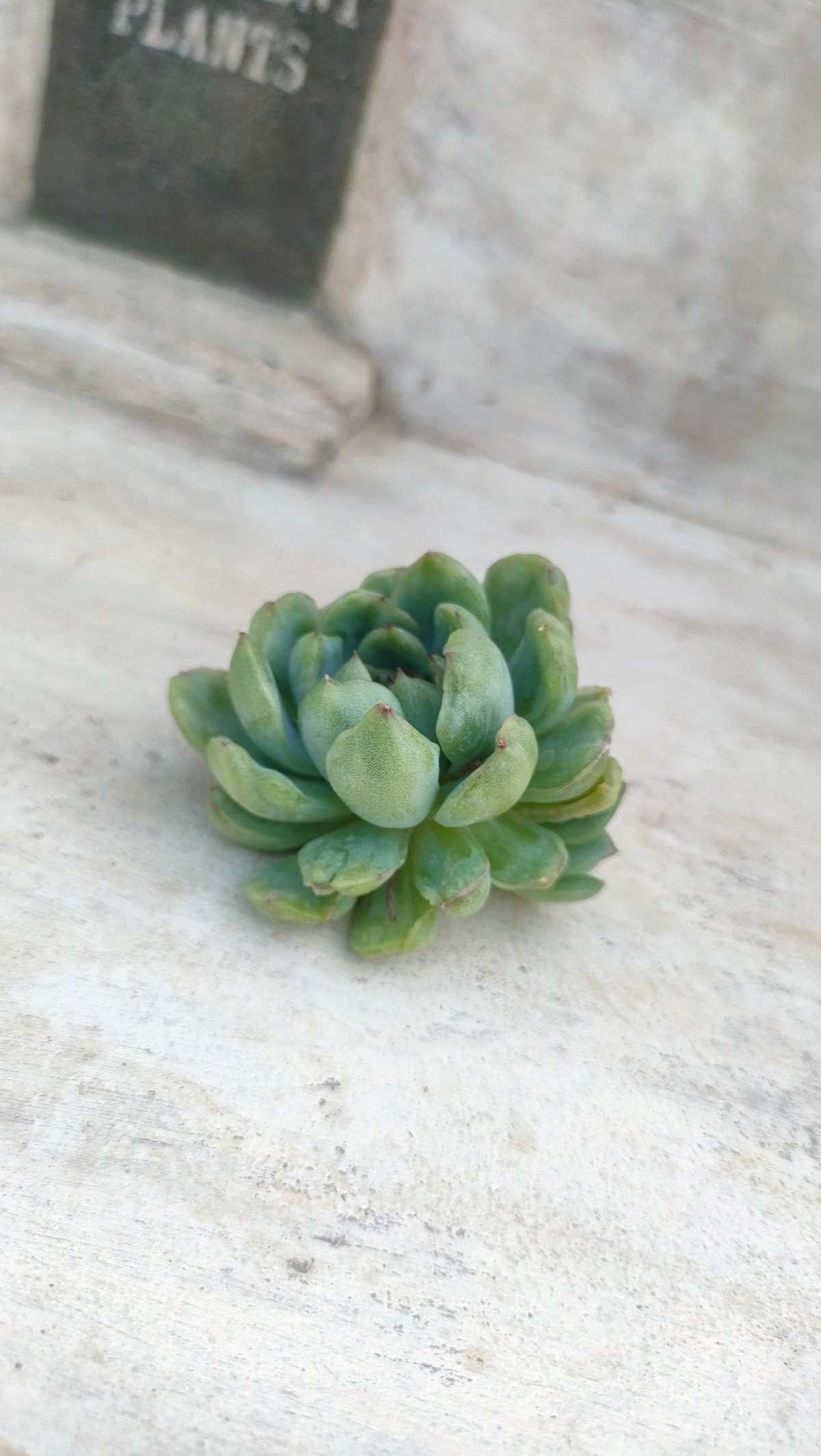 キャッツアイ錦(群生)◎多肉植物 カット苗 輸入苗 エケベリア等 キャッツアイ錦(群生)◎多肉植物 カット苗 輸入苗 エケベリア等 多肉