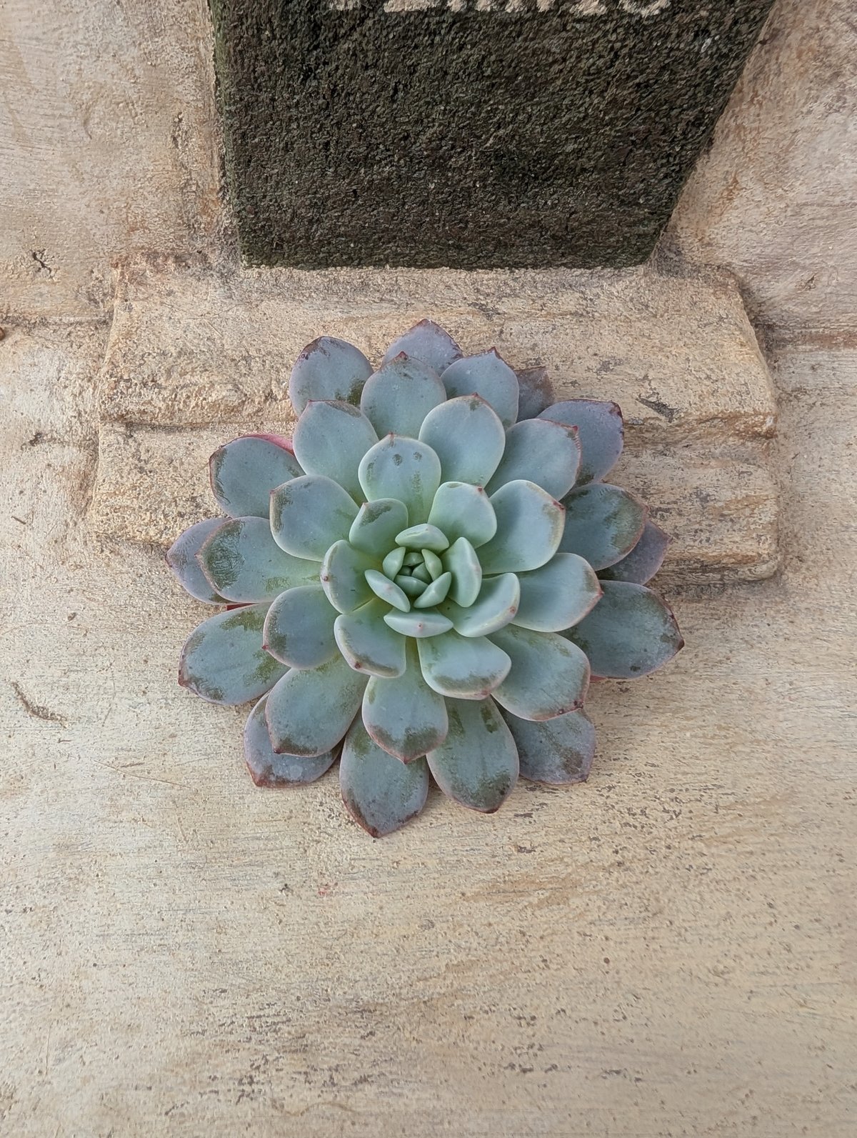 ラフィネ エケベリア カット苗 | 多肉植物カット苗の通販 | エケベリア