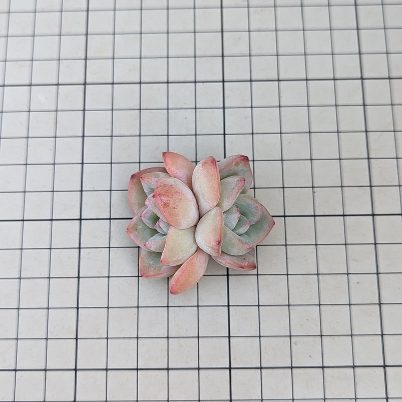 シュークリーム エケベリア カット苗 | 多肉植物カット苗の通販