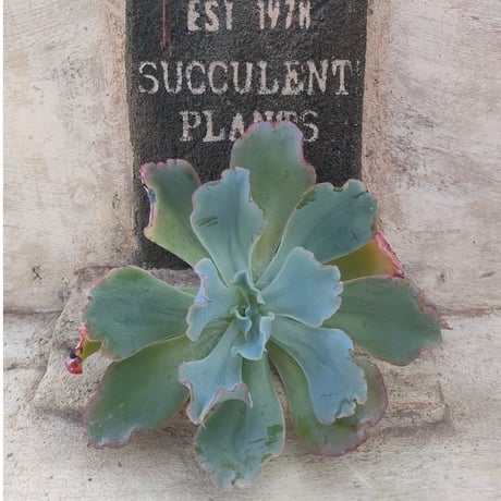 商品一覧 | 多肉植物カット苗の通販 | エケベリア(韓国苗)多肉植物専門