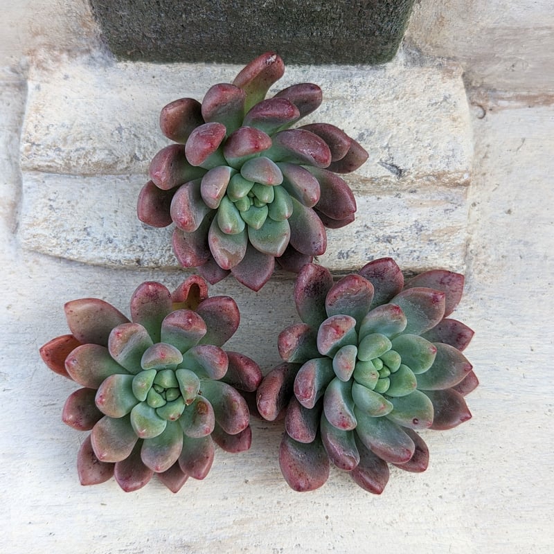 シャネル エケベリア カット苗 | 多肉植物カット苗の通販 | エケベリア