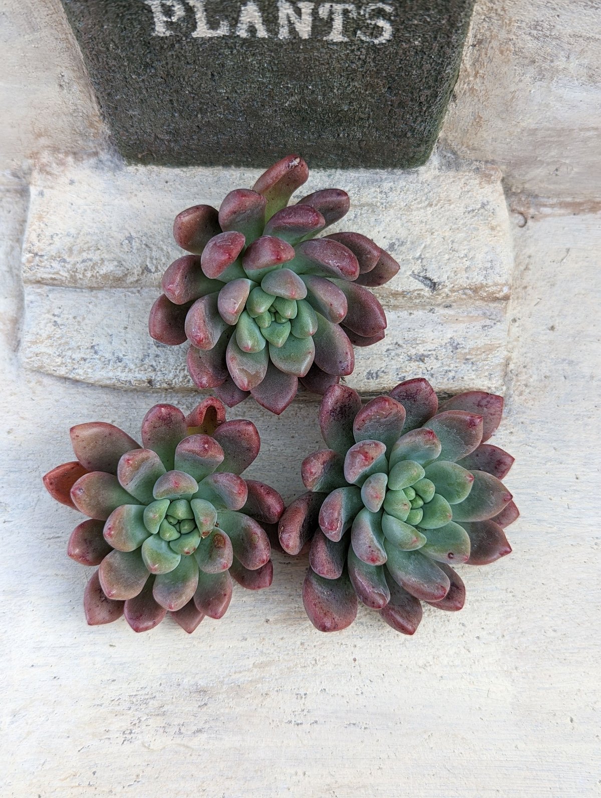 シャネル エケベリア カット苗 | 多肉植物カット苗の通販