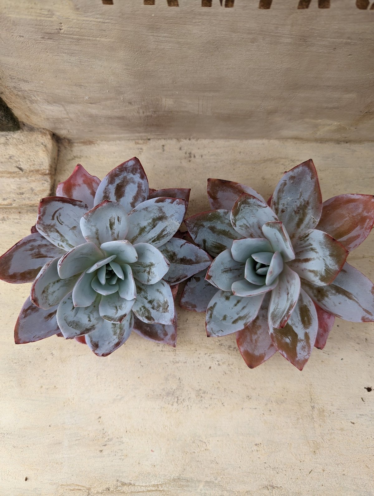 ホワイトロータス エケベリア カット苗 | 多肉植物カット苗の通販