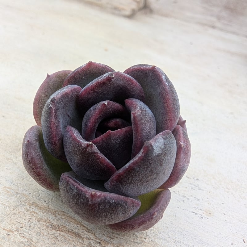 ブラックワイン エケベリア カット苗 | 多肉植物カット苗の通販