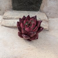 69☆韓国苗 ☆レッドフラミンゴ 100苗 カット ☆可愛い多肉植物