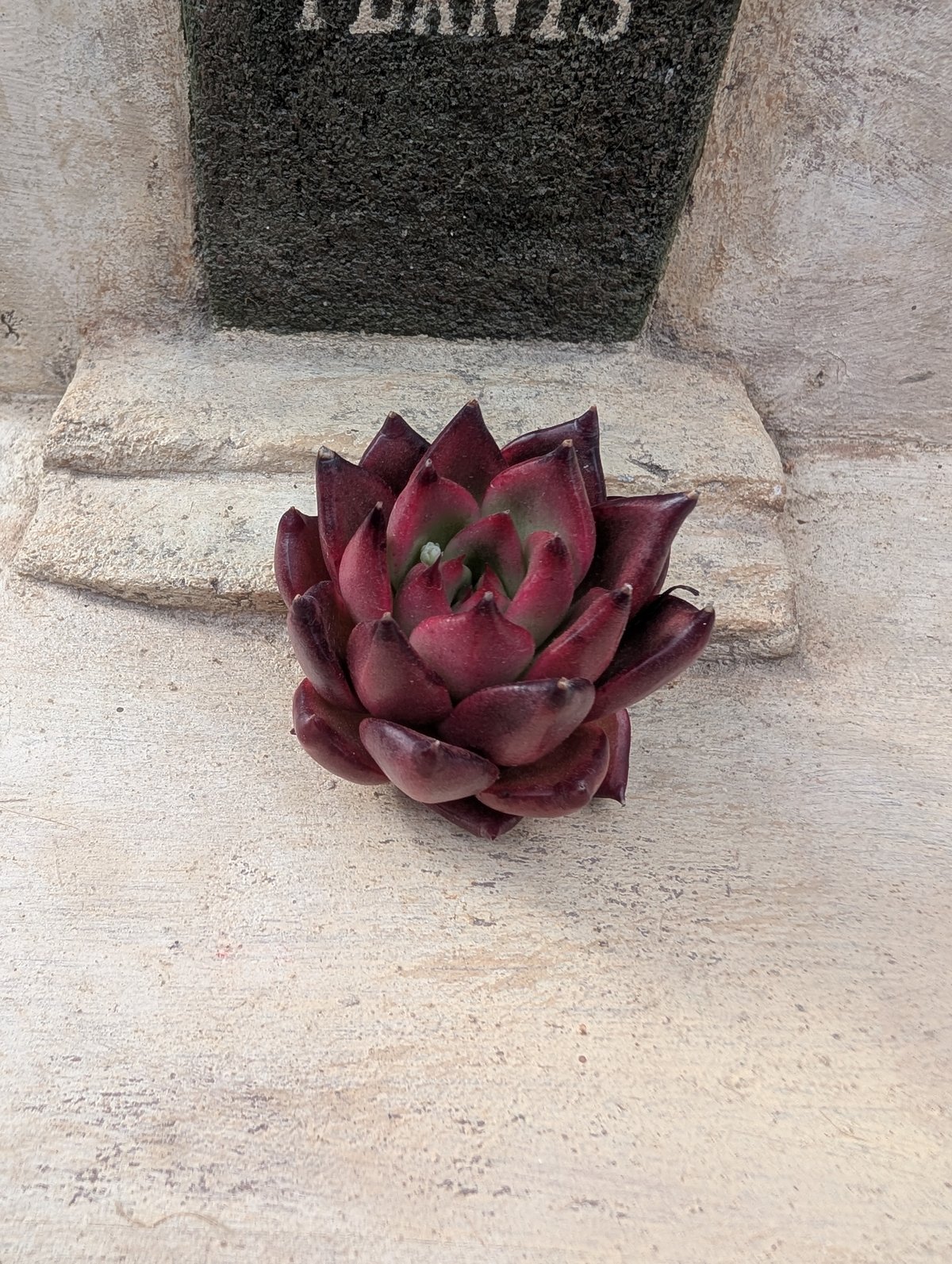 ブラックバイオレット◎多肉植物 カット苗 韓国苗 エケベリア等 ブラックバイオレット◎多肉植物 カット苗 韓国苗 エケベリア等 レッド