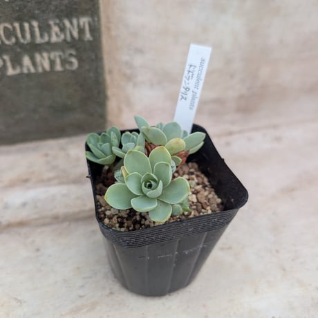 商品一覧 | 多肉植物カット苗の通販 | エケベリア(韓国苗)多肉植物専門