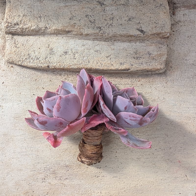 ピンキー エケベリア カット苗 | 多肉植物カット苗の通販 | エケベリア