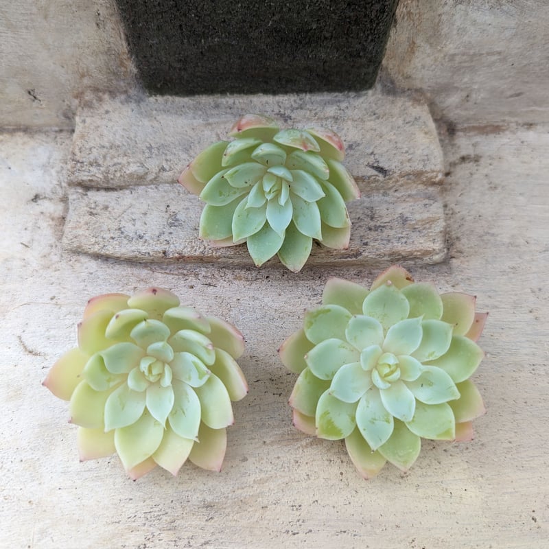 パンジー エケベリア カット苗 | 多肉植物カット苗の通販 | エケベリア