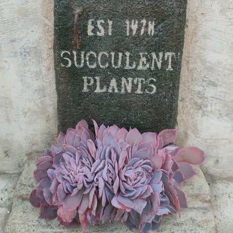 森の多肉園 | STORES