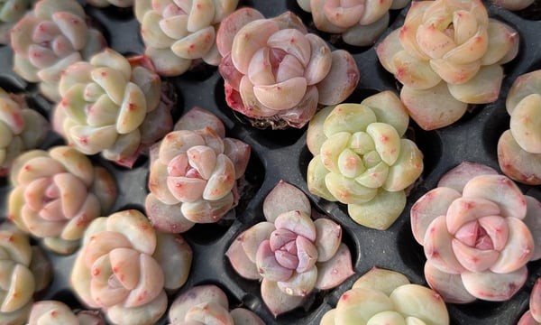 多肉植物カット苗の通販 | エケベリア(韓国苗)多肉植物専門店 | 森の多肉園