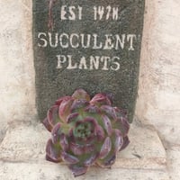 カンテ エケベリア カット苗 | 多肉植物カット苗の通販 | エケベリア