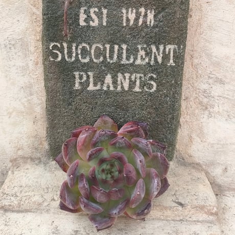 商品一覧 | 多肉植物カット苗の通販 | エケベリア(韓国苗)多肉植物専門