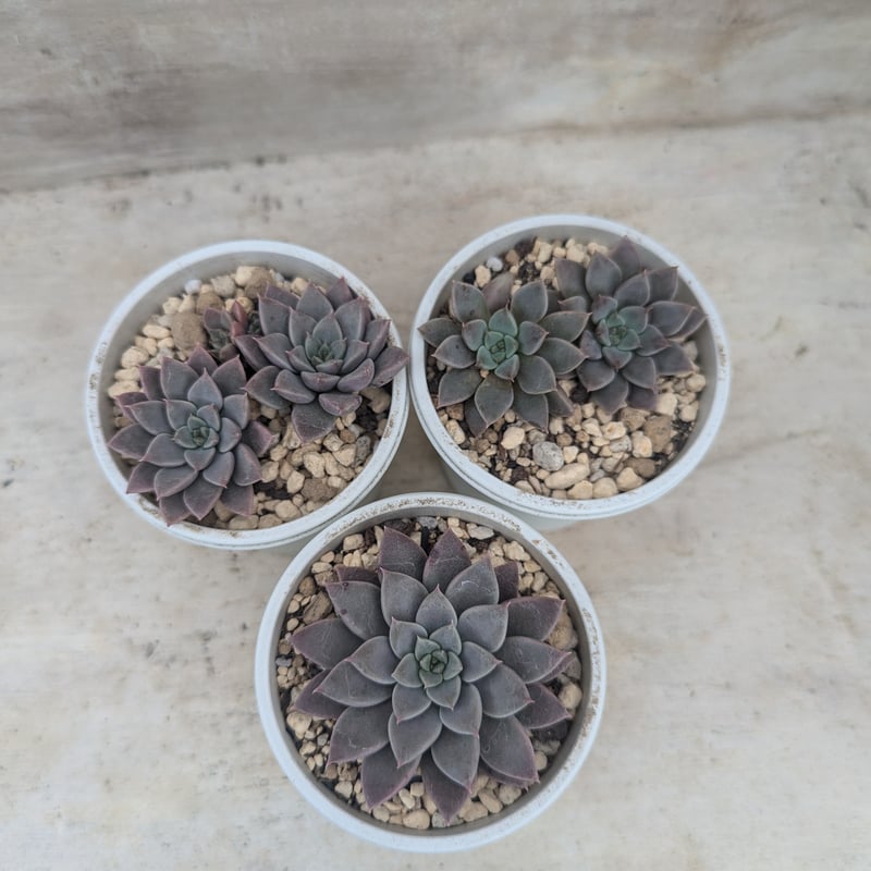 エルメス エケベリア 抜き苗 | 多肉植物カット苗の通販 | エケベリア