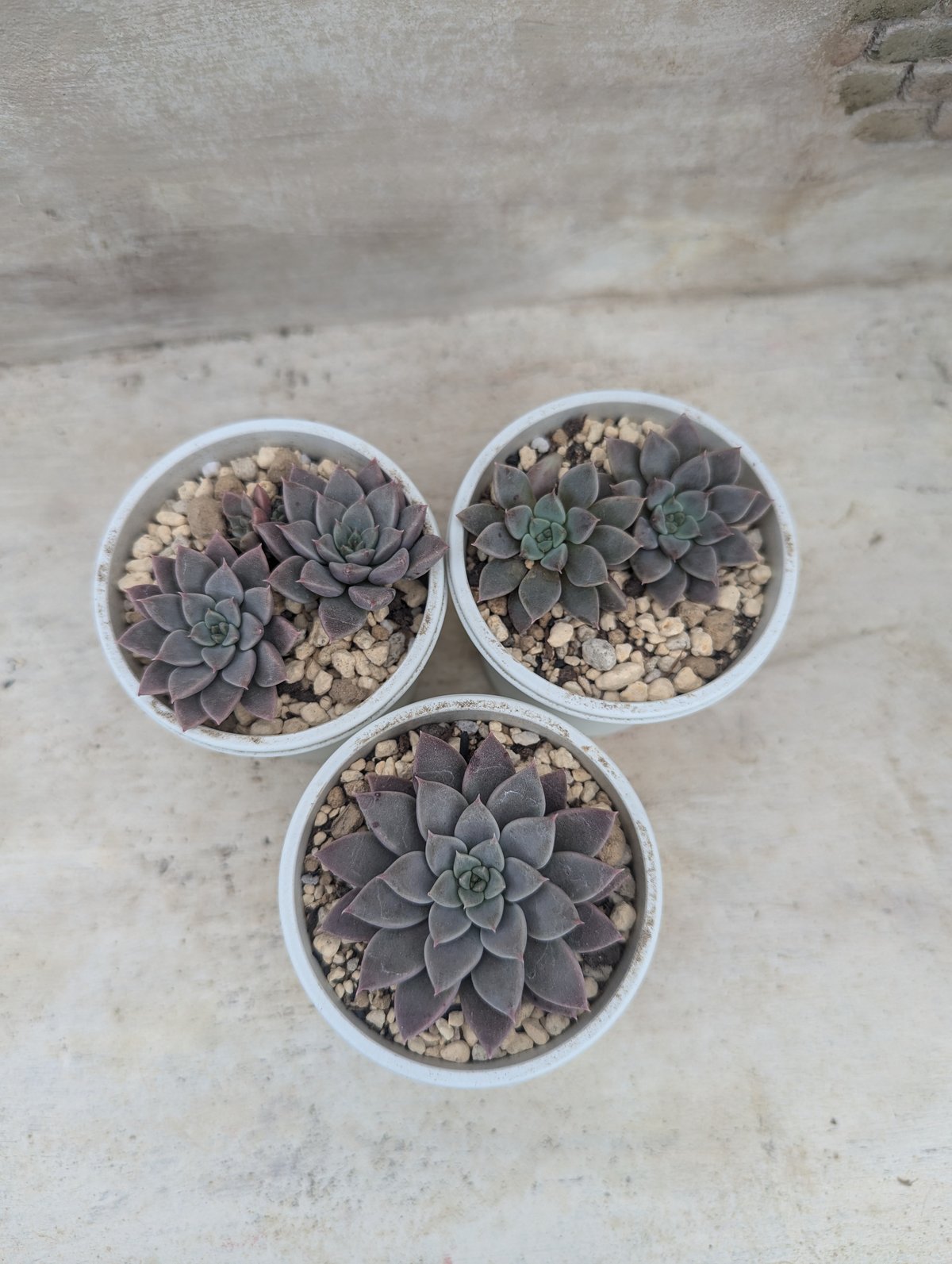 エルメス エケベリア 抜き苗 | 多肉植物カット苗の通販 | エケベリア