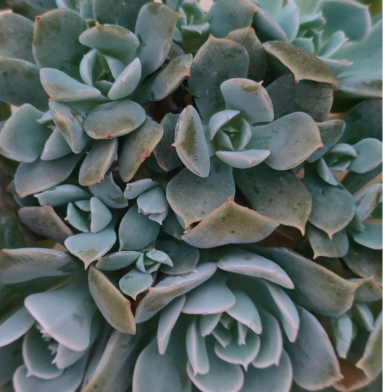 ルンヨニー群生 エケベリア カット苗 | 多肉植物カット苗の通販