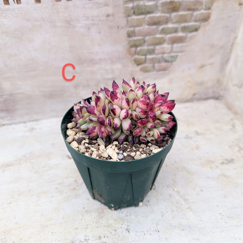 124. 多肉植物 スティルハート 650円【抜き苗】 124. 多肉植物 スティルハート 650円【抜き苗】 124. 多肉植物