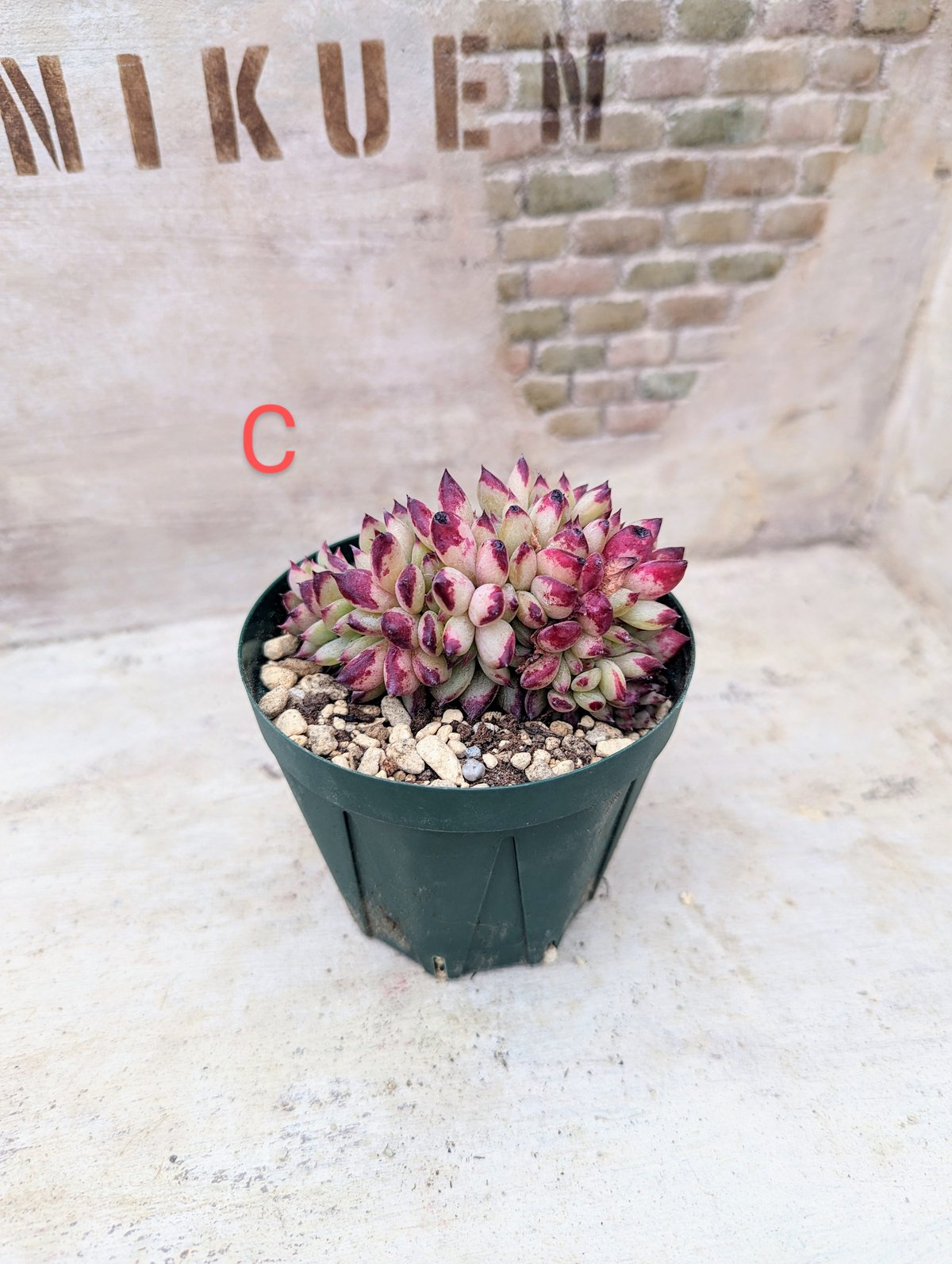 ラタム綴化 エケベリア 抜き苗 | 多肉植物カット苗の通販 | エケベリア