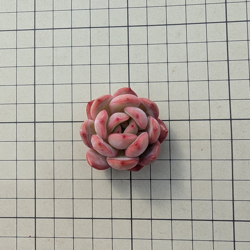 グラムピンク エケベリア カット苗 | 多肉植物カット苗の通販