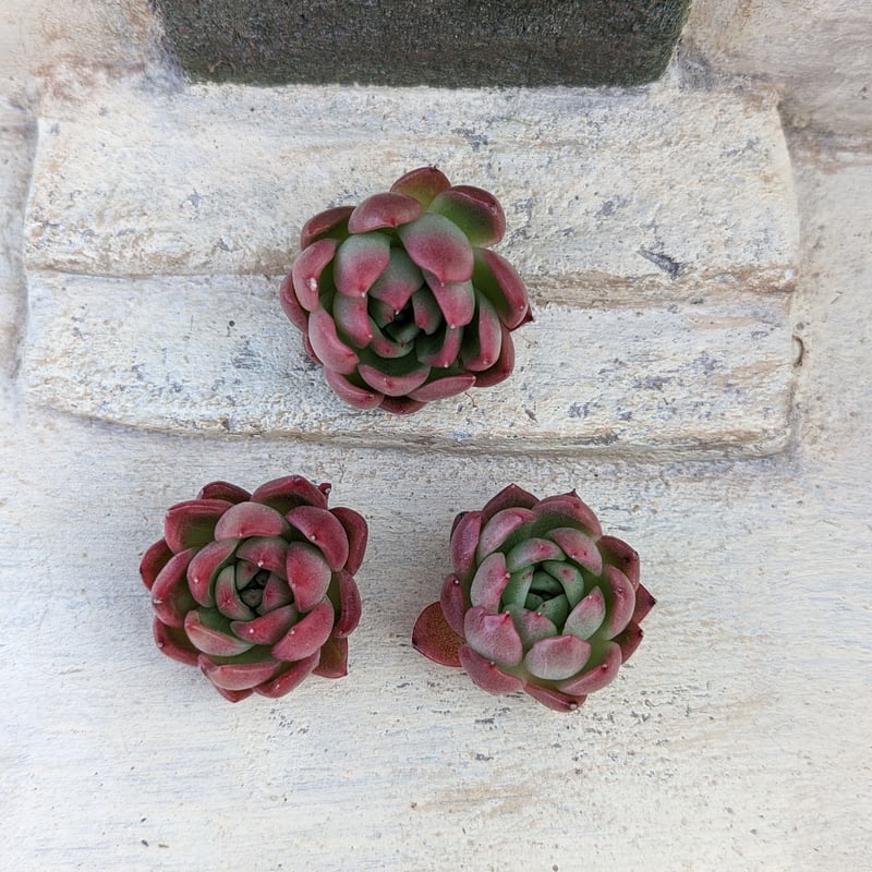 レッドアガボイデス エケベリア カット苗 | 多肉植物カット苗の通販