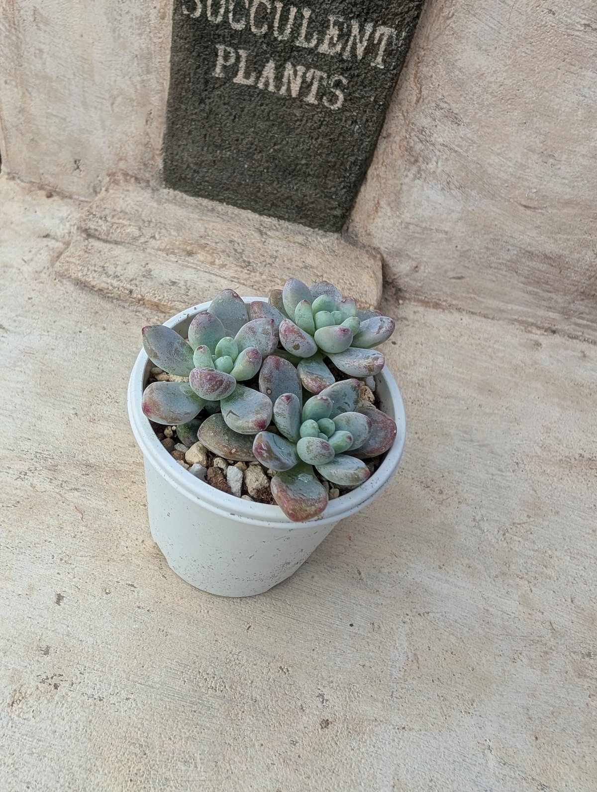 セダム抜き苗 ロッティ セダム 抜き苗 | 多肉植物カット苗の通販 | エケベリア(韓国