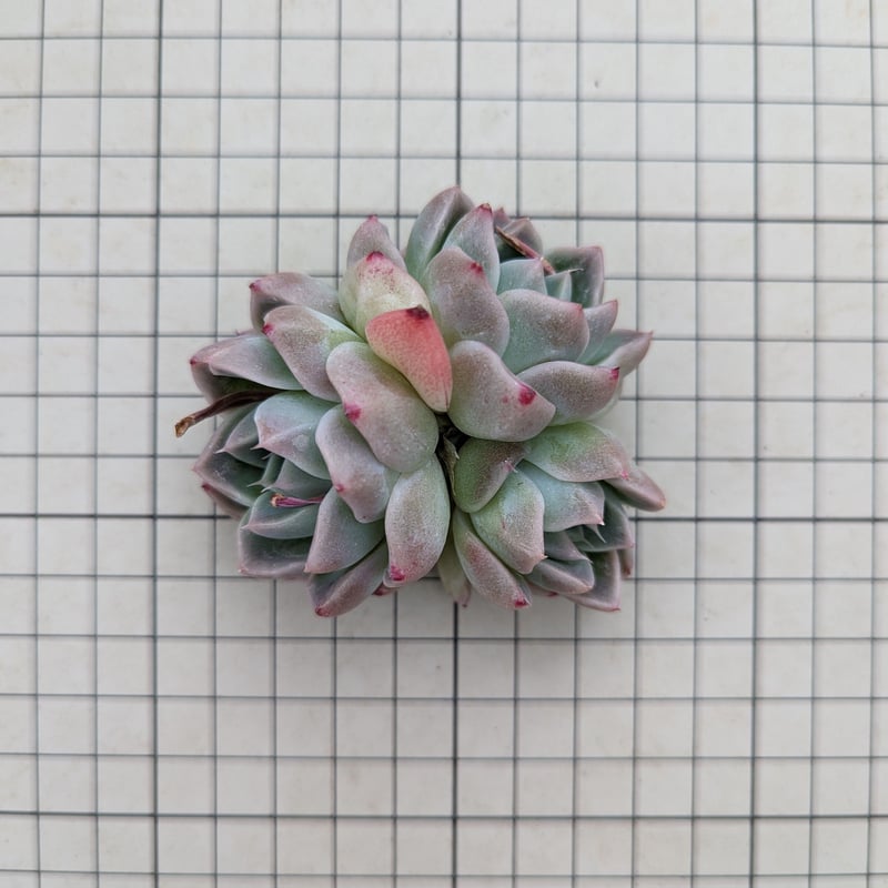 ドリームスーツ エケベリア カット苗 | 多肉植物カット苗の通販