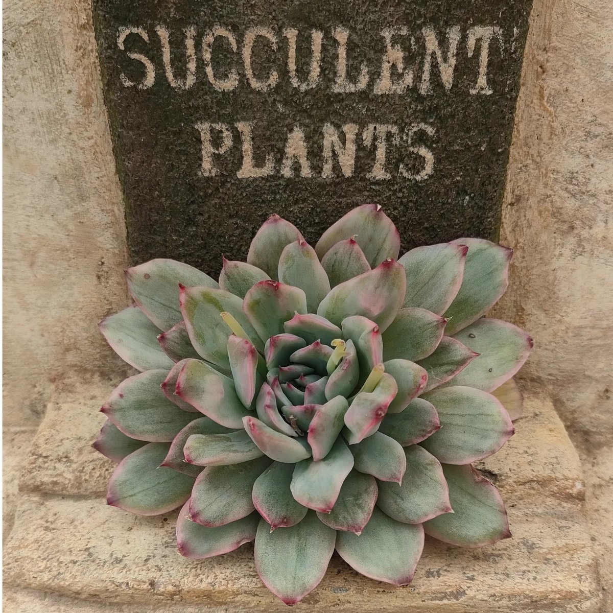 プリドニス錦 散り斑 エケベリア カット苗 | 多肉植物カット苗の通販