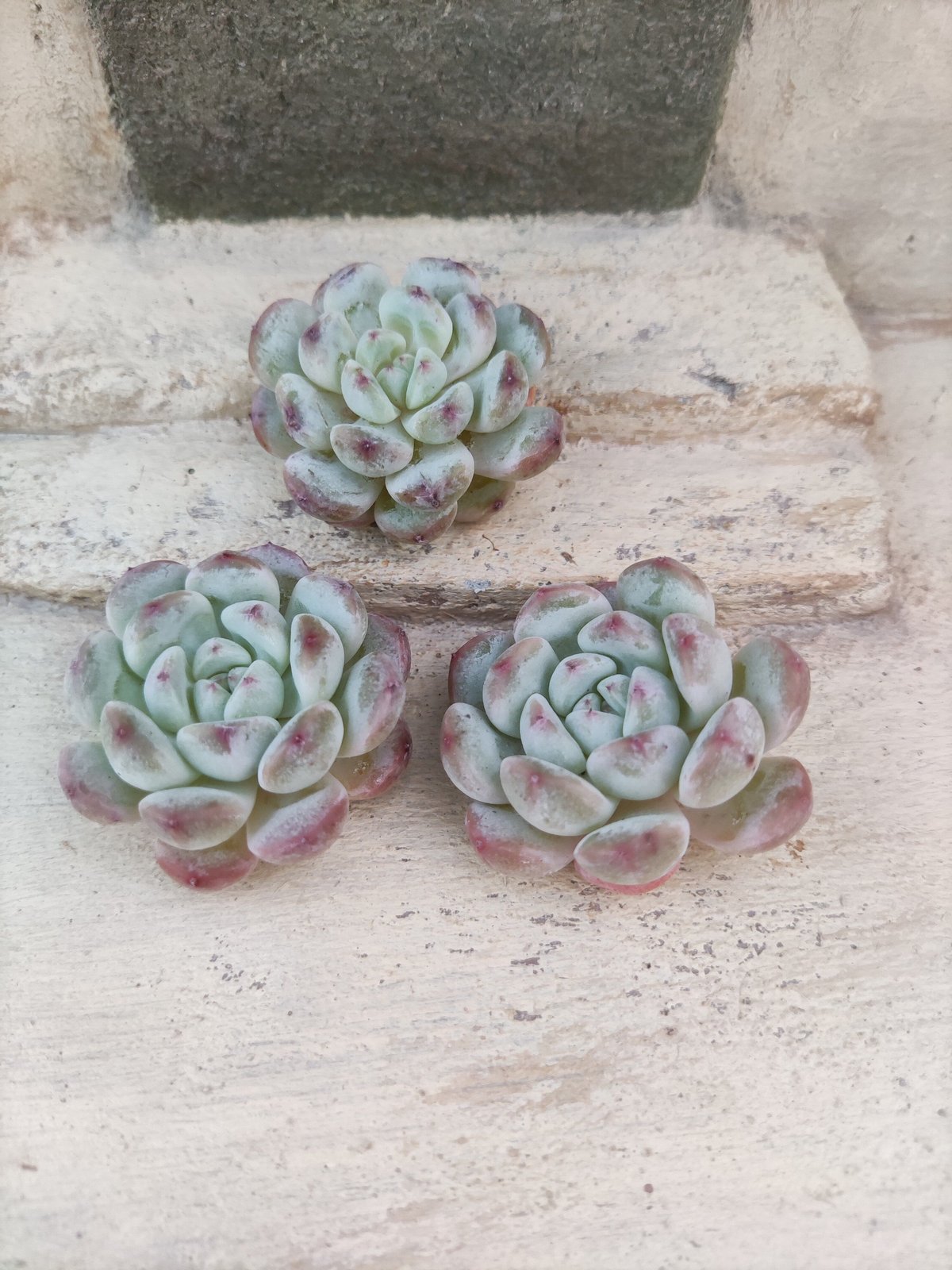 ビアント エケベリア カット苗 | 多肉植物カット苗の通販 | エケベリア