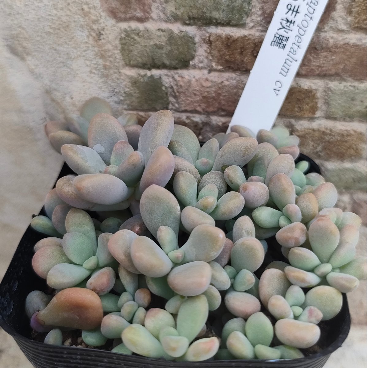 多肉植物　グラプトペタルム　だるま秀麗 多肉植物 グラプトペタルム だるま秋麗（だるましゅうれい） 7.5