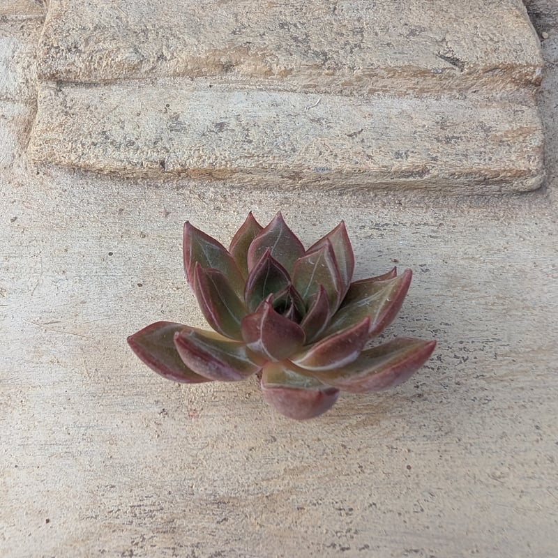 サニー エケベリア カット苗 | 多肉植物カット苗の通販 | エケベリア