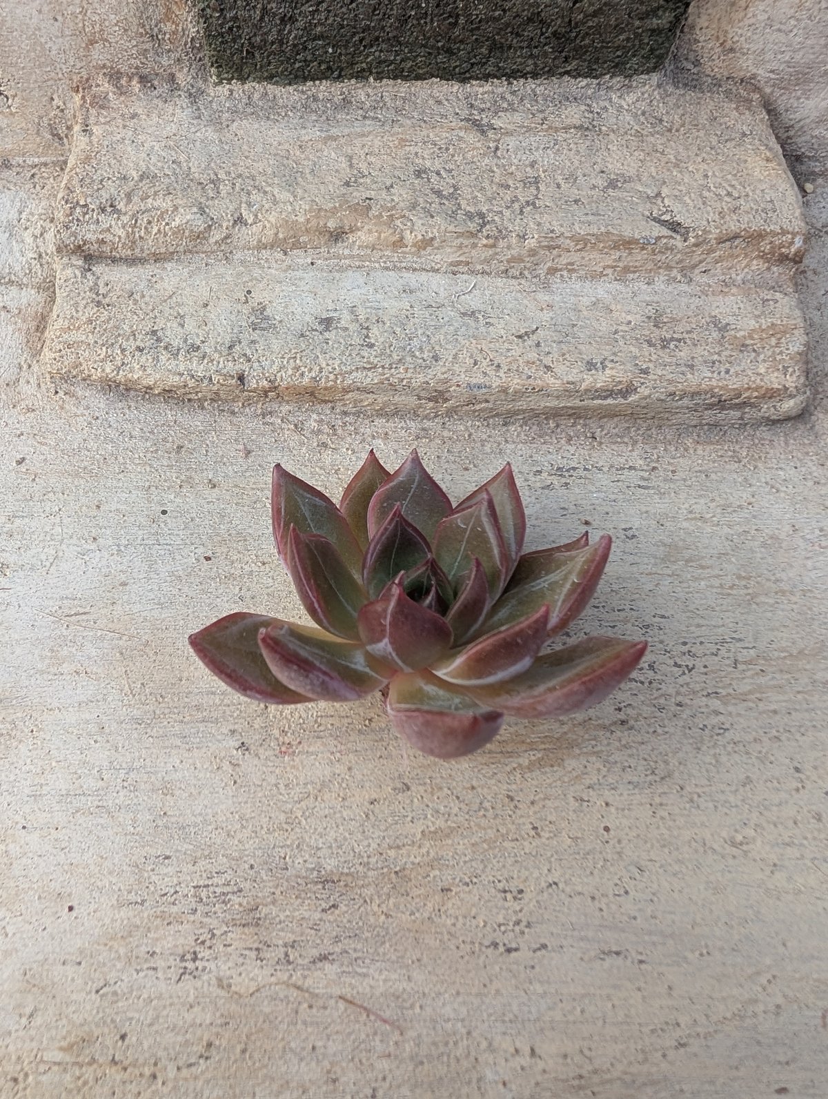 サニー エケベリア カット苗 | 多肉植物カット苗の通販 | エケベリア