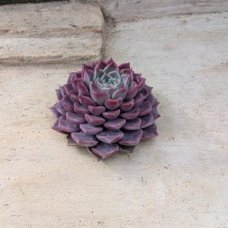 多肉植物カット苗の通販 | エケベリア(韓国苗)多肉植物専門店