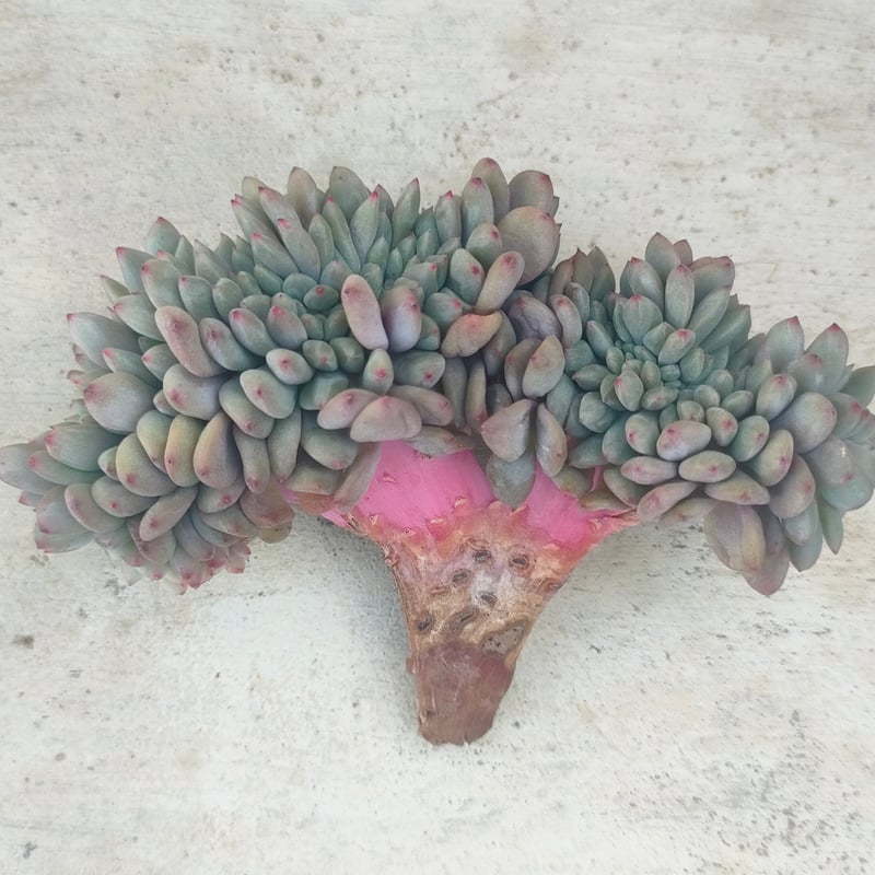 アリエル綴化 エケベリア カット苗 | 多肉植物カット苗の通販