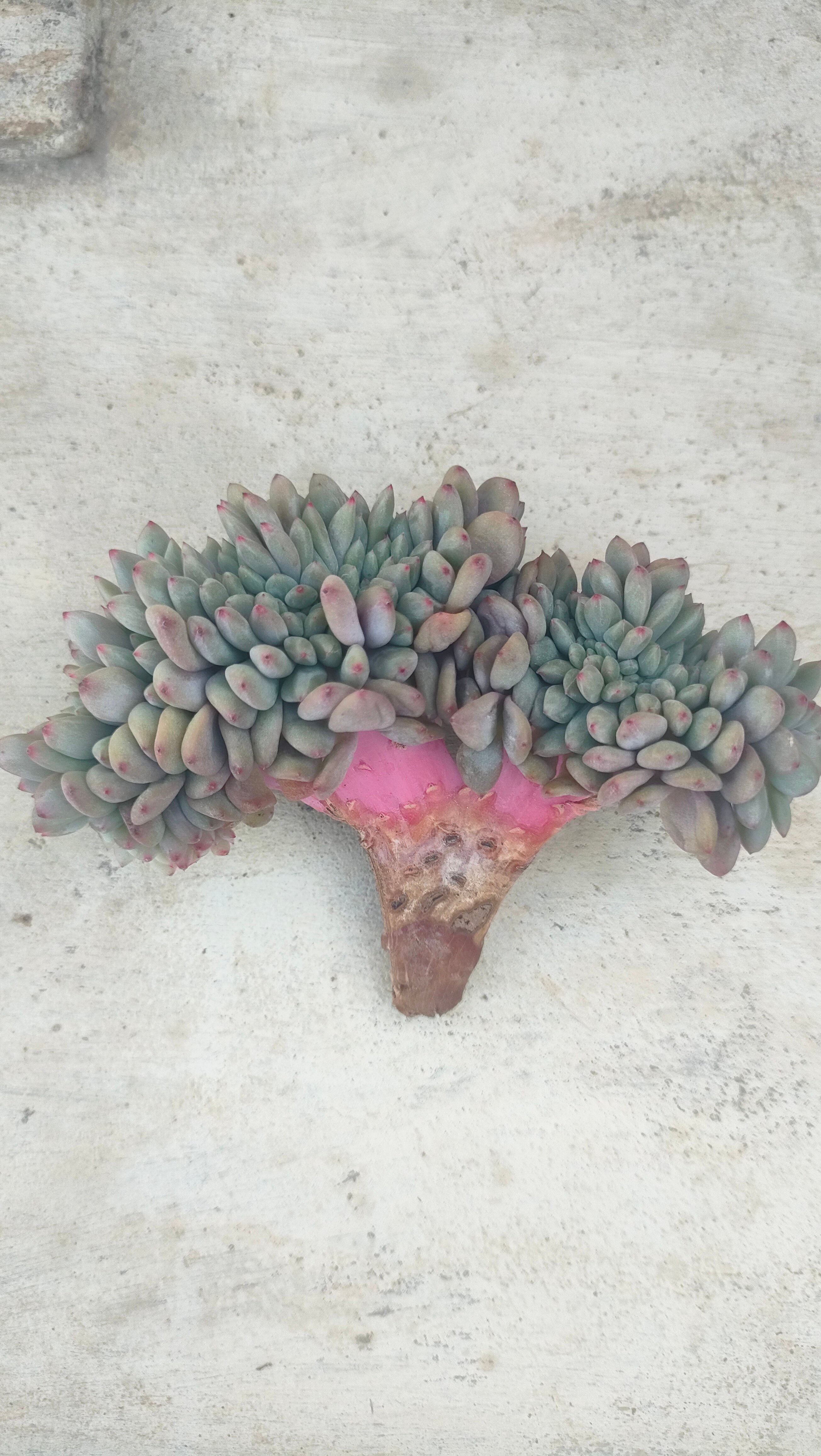 アリエル綴化 エケベリア カット苗 | 多肉植物カット苗の通販