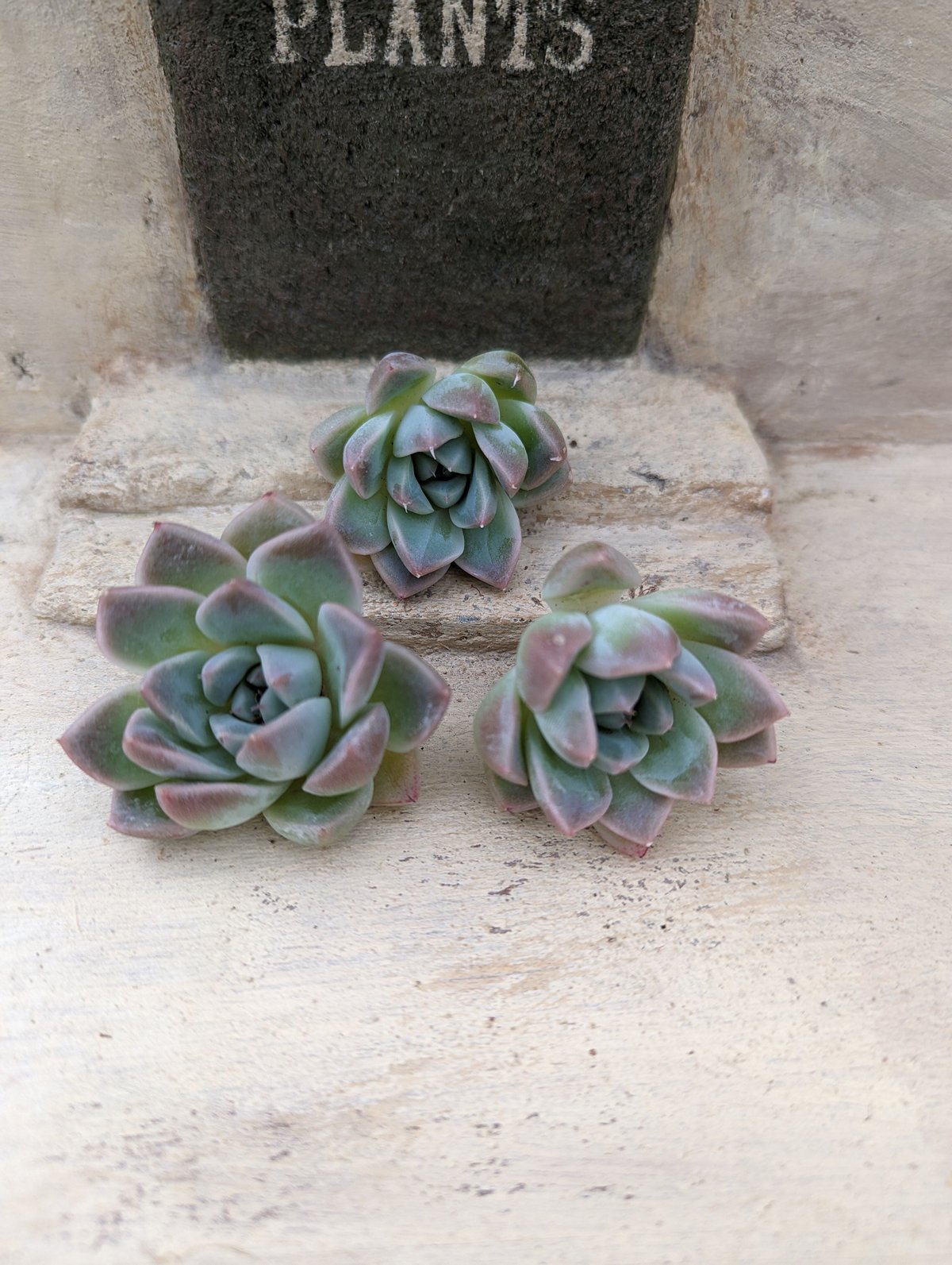 ドリームスーツ エケベリア カット苗 | 多肉植物カット苗の通販