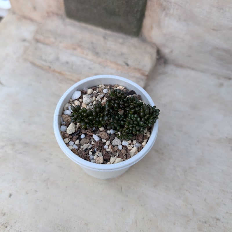 多肉植物♥゛レッドベリー 抜き苗 レッドエッグ 抜き苗 多肉植物 0314-143 - メルカリ
