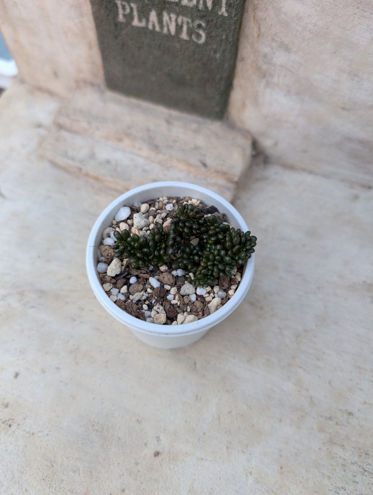 レッドベリー綴化 エケベリア 抜き苗 | 多肉植物カット苗の通販