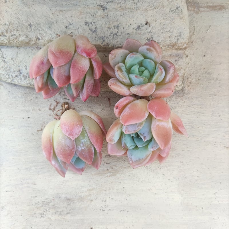 アニー エケベリア カット苗 | 多肉植物カット苗の通販