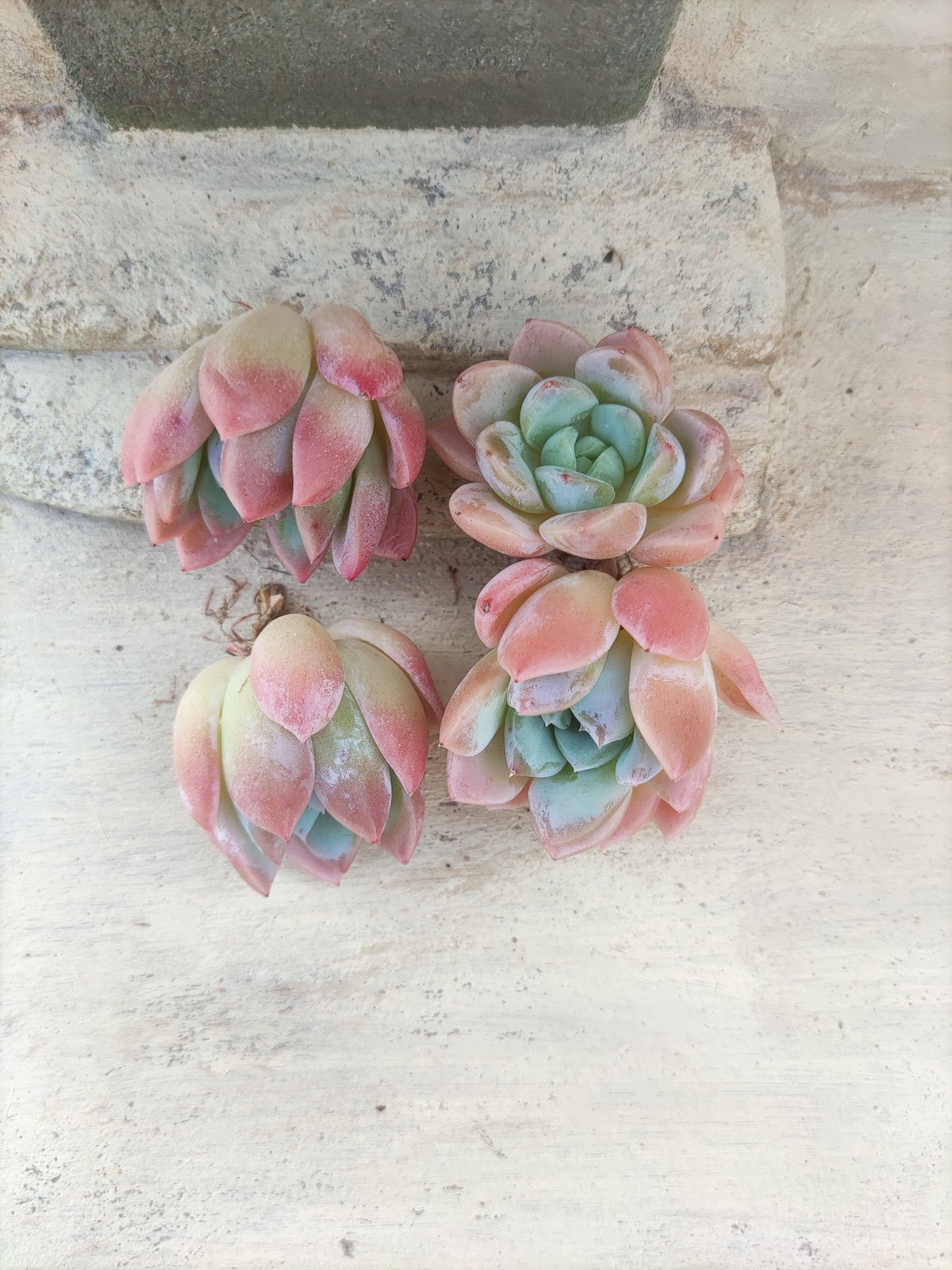 多肉植物　レア　アニー　韓国苗 多肉植物 レア アニー 韓国苗