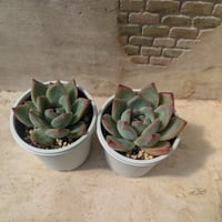 多肉植物　アラン　抜き苗　エケベリア アランフェス エケベリア 抜き苗 | 多肉植物カット苗の通販