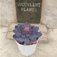 コーラルパープル エケベリア 抜き苗 | 多肉植物カット苗の通販 